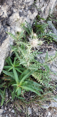 Cirsium clavatum