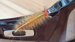 Eudasychira metathermes