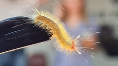 Eudasychira metathermes