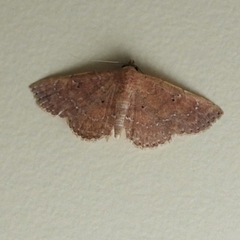 Cerynea punctilinealis