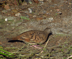 Columbina talpacoti