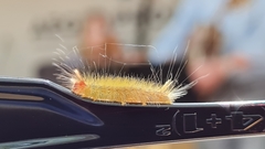 Eudasychira metathermes