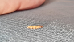 Eudasychira metathermes