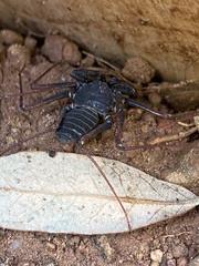 Paraphrynus carolynae