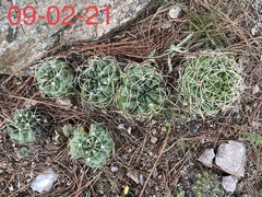 Gymnocalycium monvillei