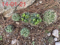 Gymnocalycium monvillei