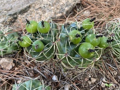 Gymnocalycium monvillei