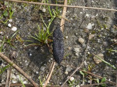 Lacon punctatus