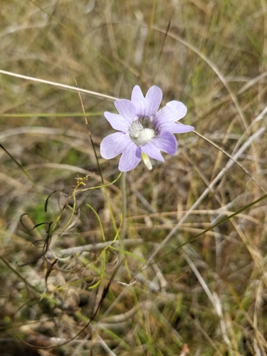 Pinguicula caerulea