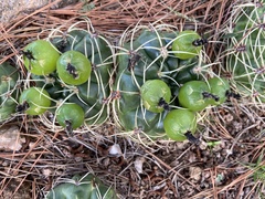 Gymnocalycium monvillei