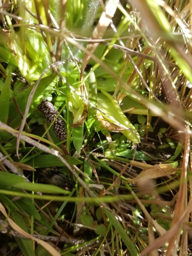 Pinguicula caerulea