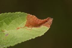 Orchestes pallicornis
