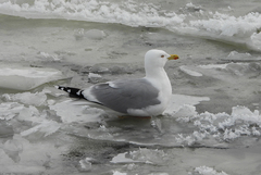Larus argentatus