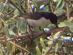 Anthreptes orientalis