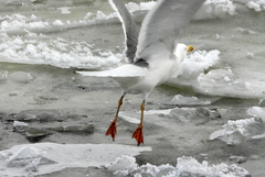 Larus argentatus