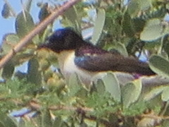 Anthreptes orientalis