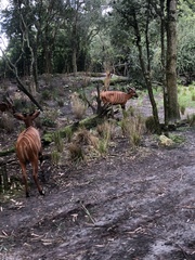 Tragelaphus
