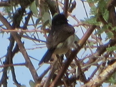 Anthreptes orientalis