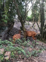 Tragelaphus