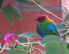 Tangara gyrola
