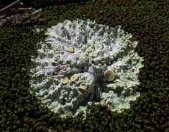 Squamarina concrescens