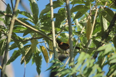 Tachyphonus coronatus