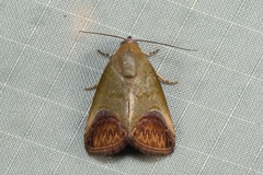 Asinduma exscripta
