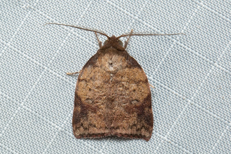 Beara tortriciformis