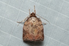 Beara tortriciformis