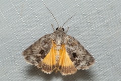 Blenina quinaria