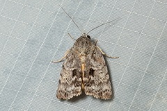 Blenina quinaria