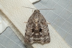 Blenina quinaria