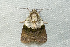 Blenina