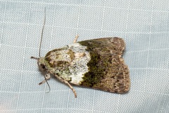 Blenina