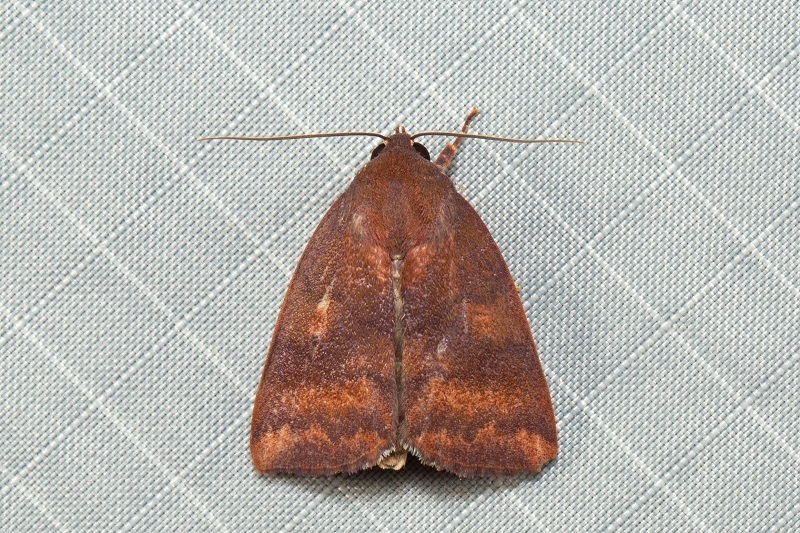 Xenochroa fulvescens