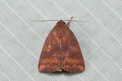 Xenochroa fulvescens