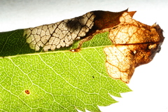 Orchestes pallicornis