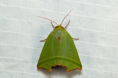 Clethrophora angulipennis