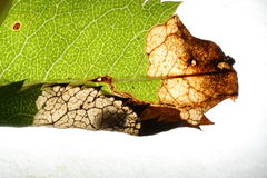 Orchestes pallicornis