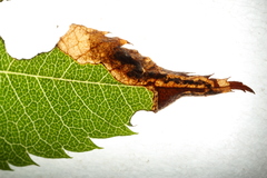 Orchestes pallicornis