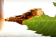 Orchestes pallicornis