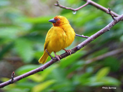 Ploceus subaureus aureoflavus