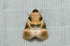 Gyrtothripa variegata