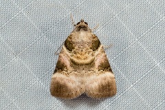 Gyrtothripa variegata