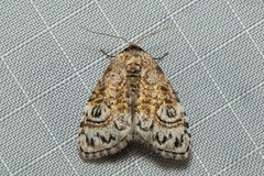 Meganola scriptoides