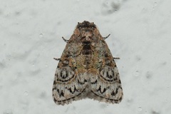 Meganola scriptoides