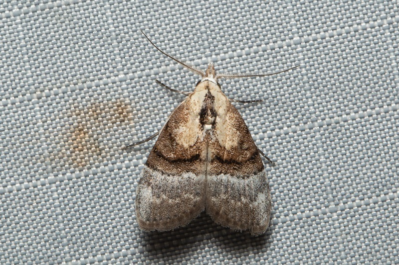 Nanola
