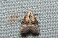 Nanola basalactifera