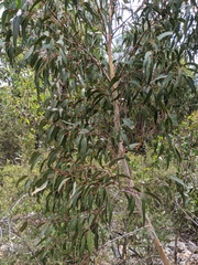 Eucalyptus alaticaulis
