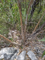 Eucalyptus alaticaulis